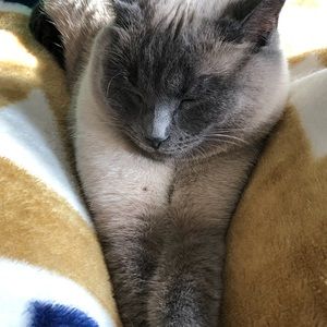 Meet your Posher, Carol